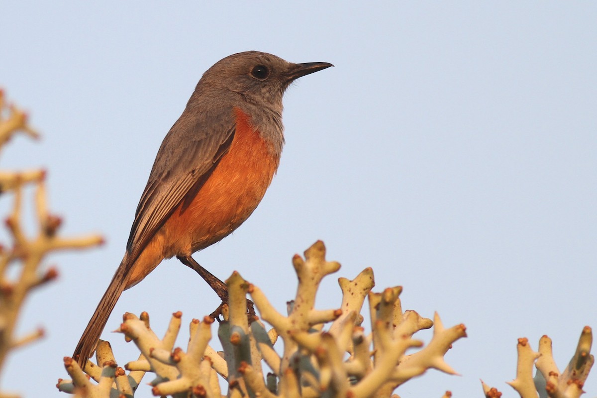 Littoral Rock-Thrush - Benoit Maire