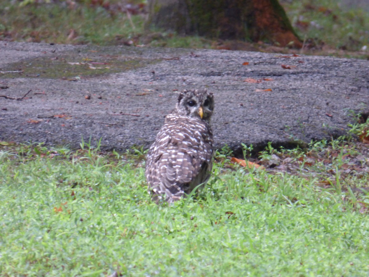 Barred Owl - ML175042531