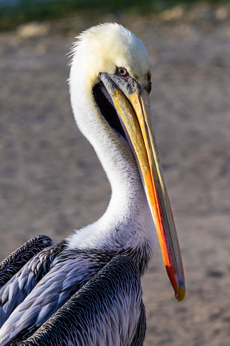 pelikán chilský - ML175043471