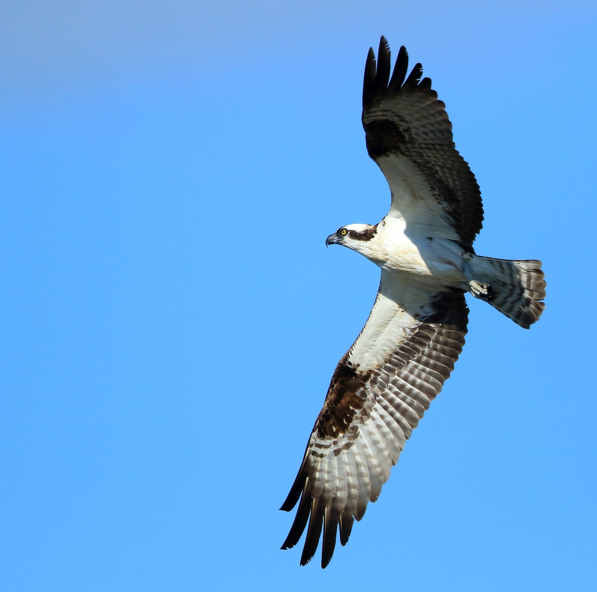 Osprey - Serge Rivard