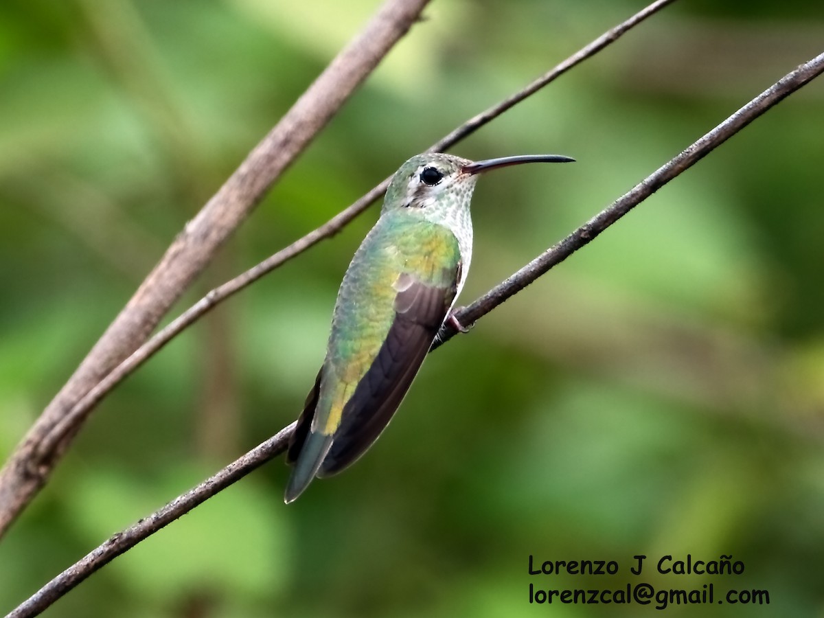 White-tailed Goldenthroat - ML175045941