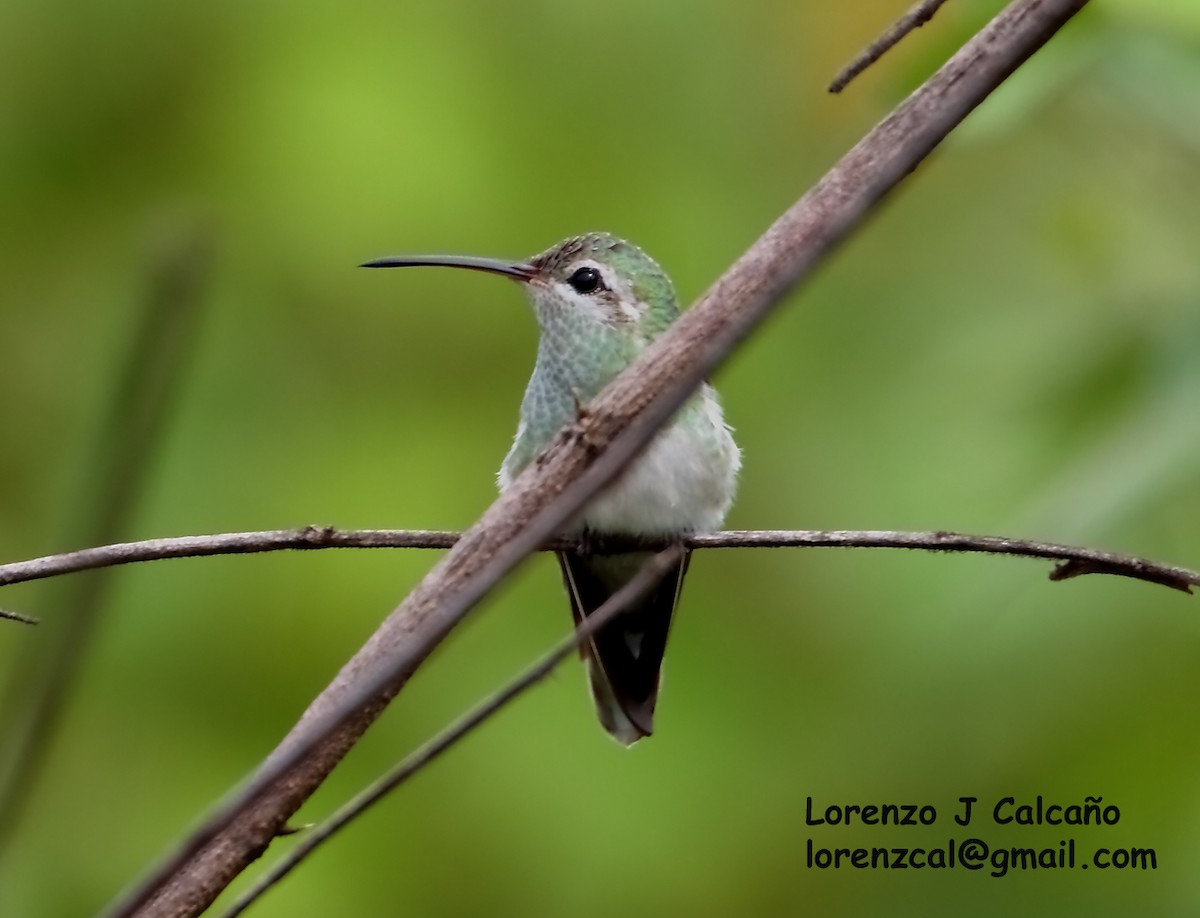 Colibrí Guainumbí - ML175045991