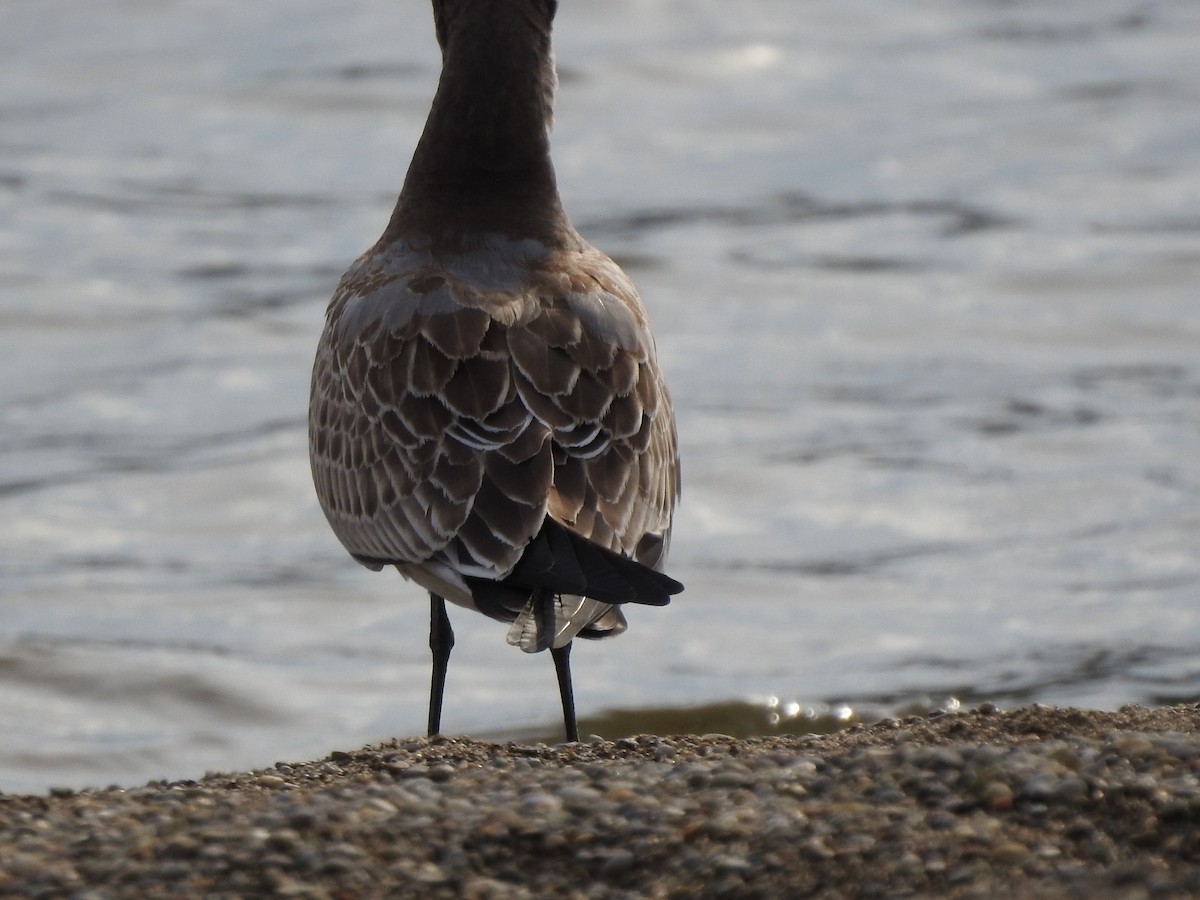 Mouette atricille - ML175046601