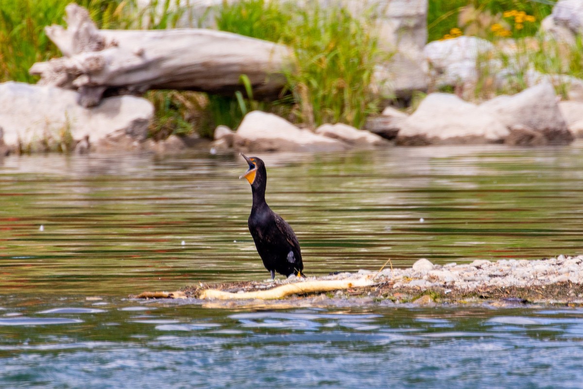 Double-crested Cormorant - ML175047141