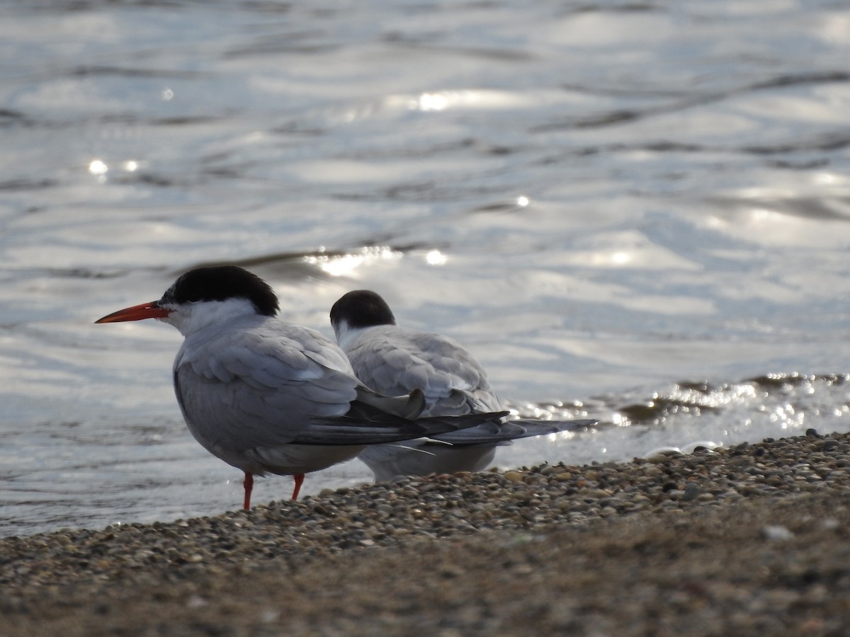 Common Tern - Bill Stanley
