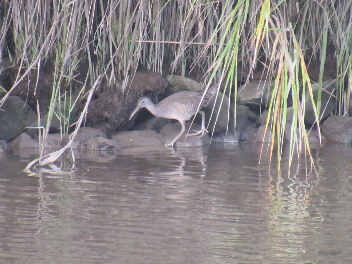 Clapper Rail - John Coyle