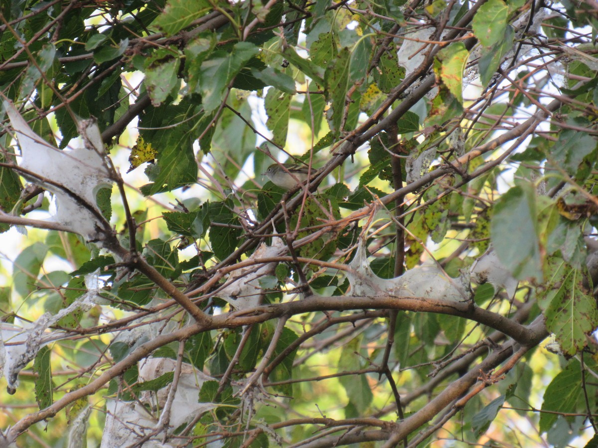 Chestnut-sided Warbler - ML175048881