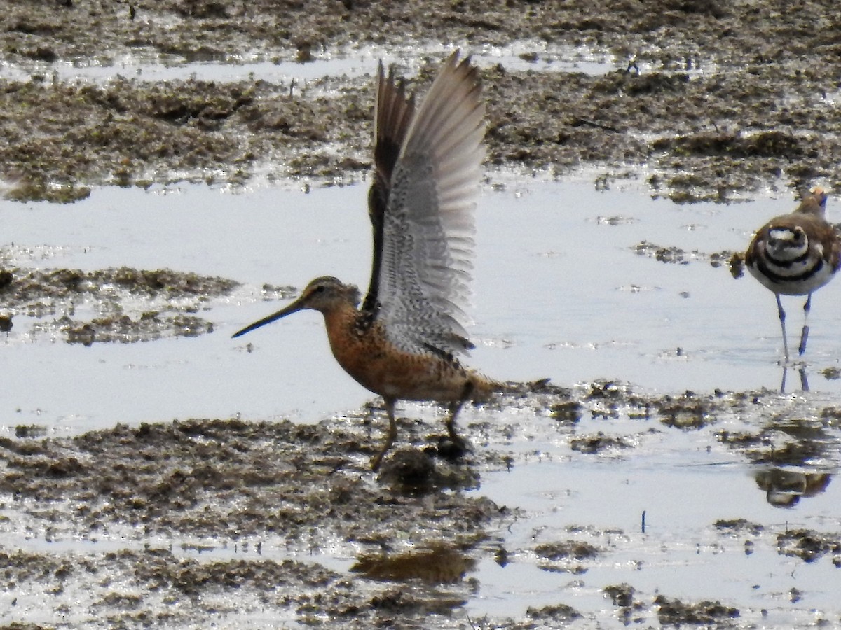 Short-billed Dowitcher - ML175050221