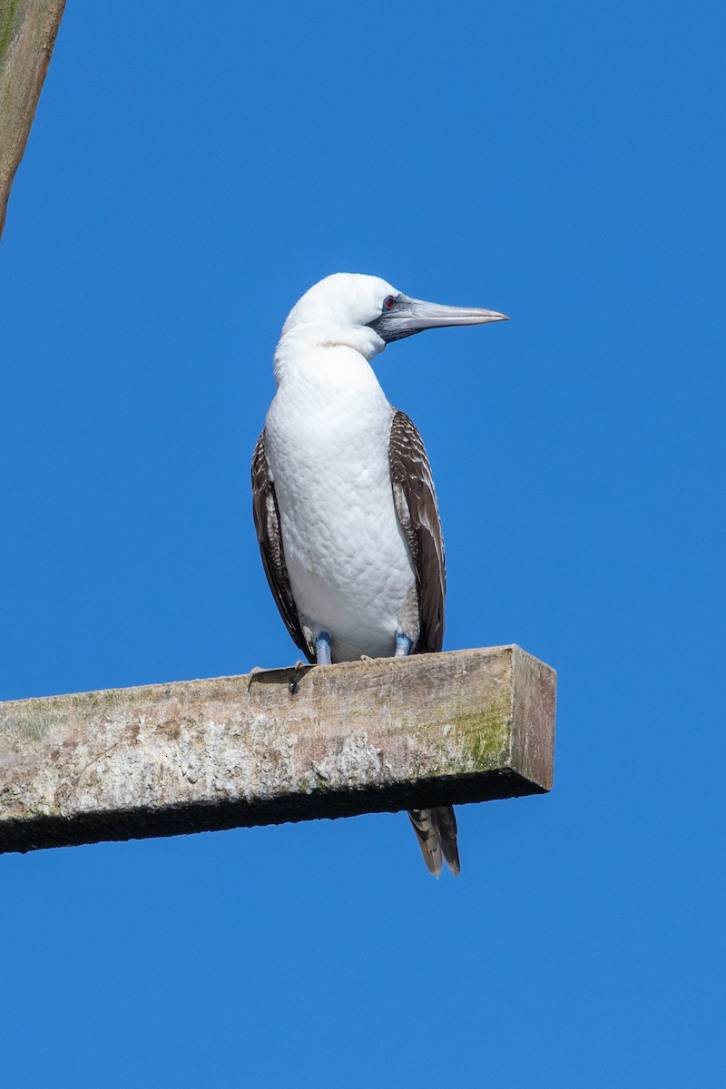 Peruvian Booby - ML175050341