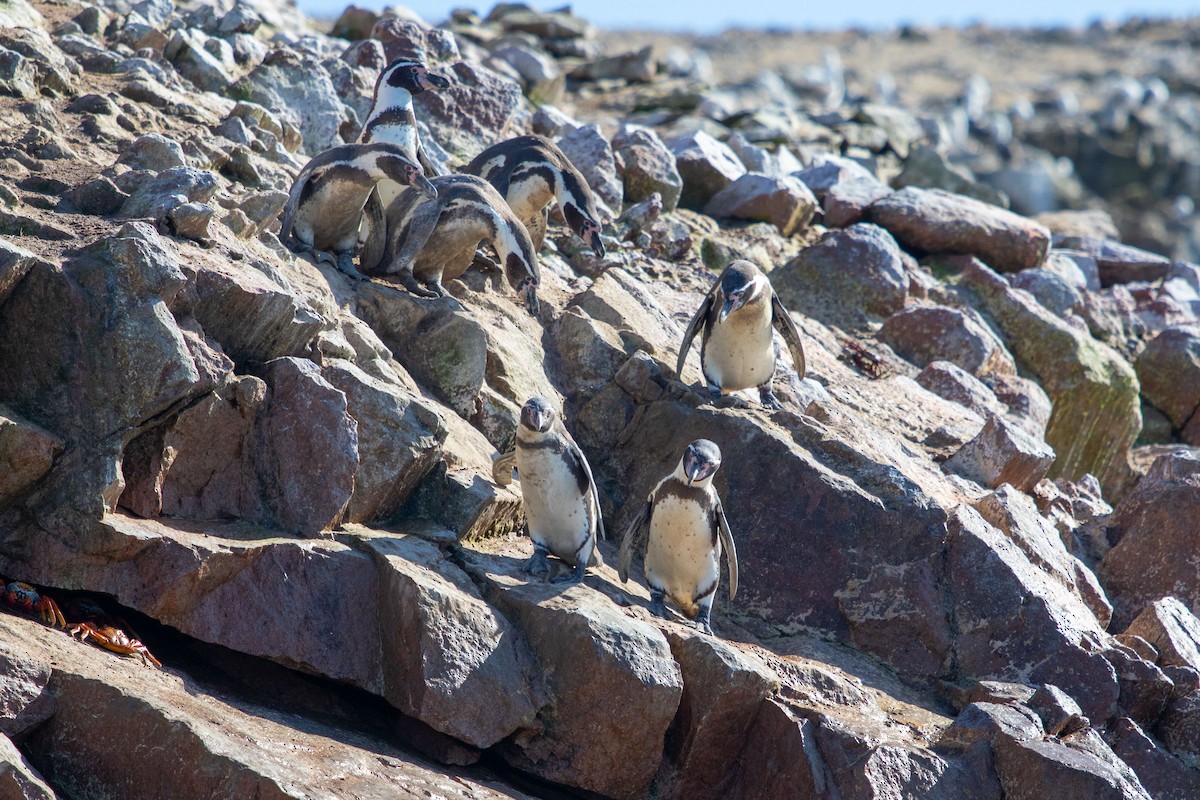 Humboldt Penguin - ML175050441