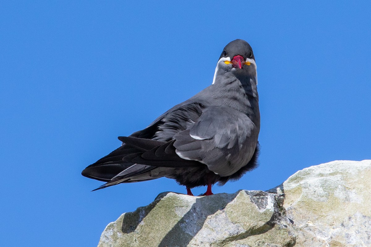 Inca Tern - ML175050501