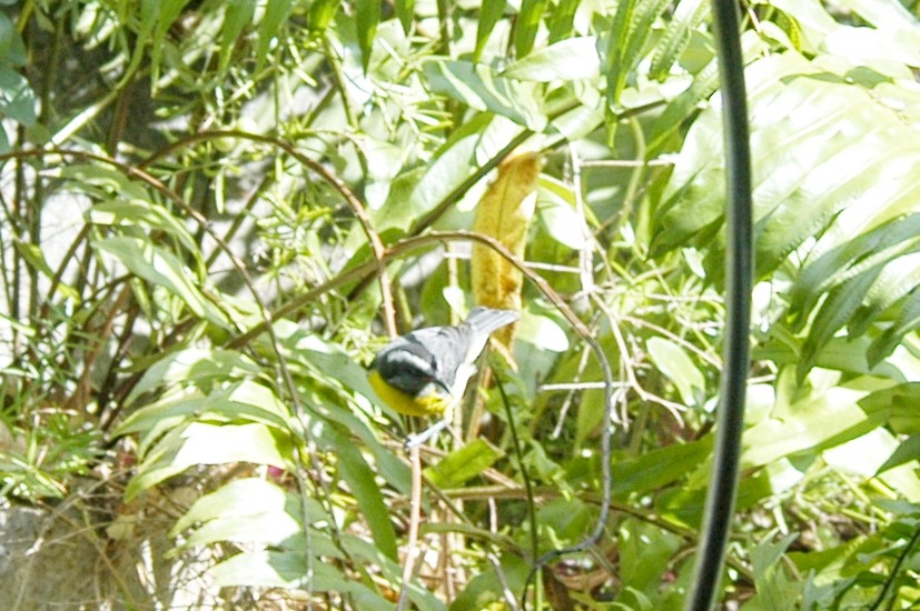 Bananaquit - ML175051541