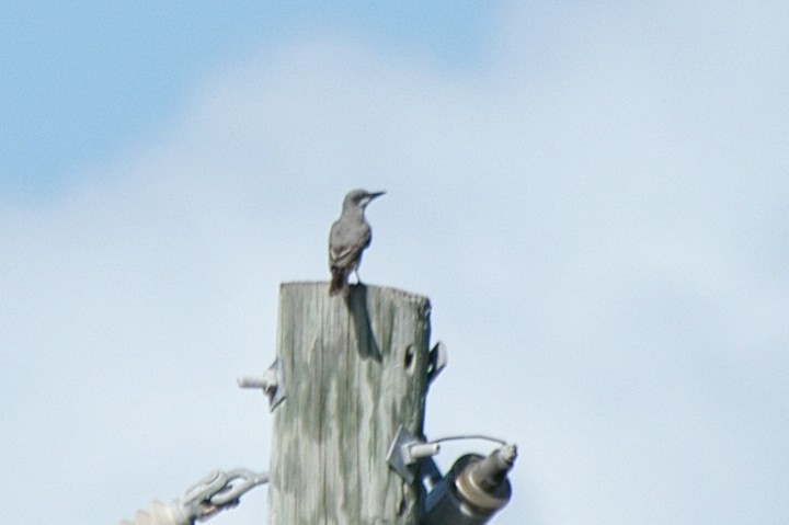 Gray Kingbird - ML175051771