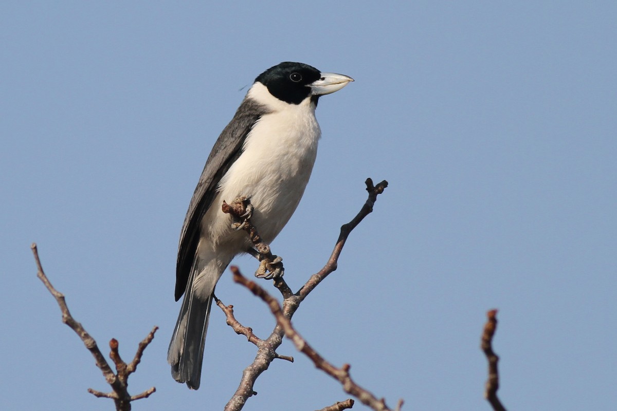 Lafresnaye's Vanga - Benoit Maire