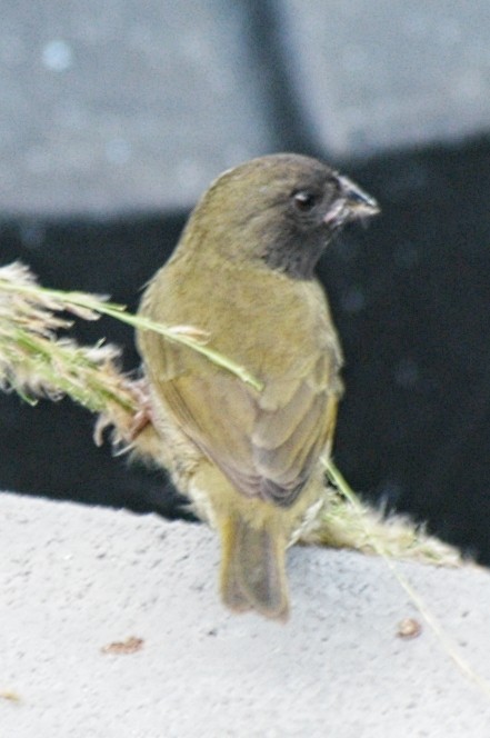 Black-faced Grassquit - ML175051931