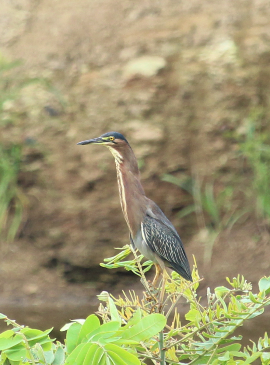 Green Heron - ML175052881