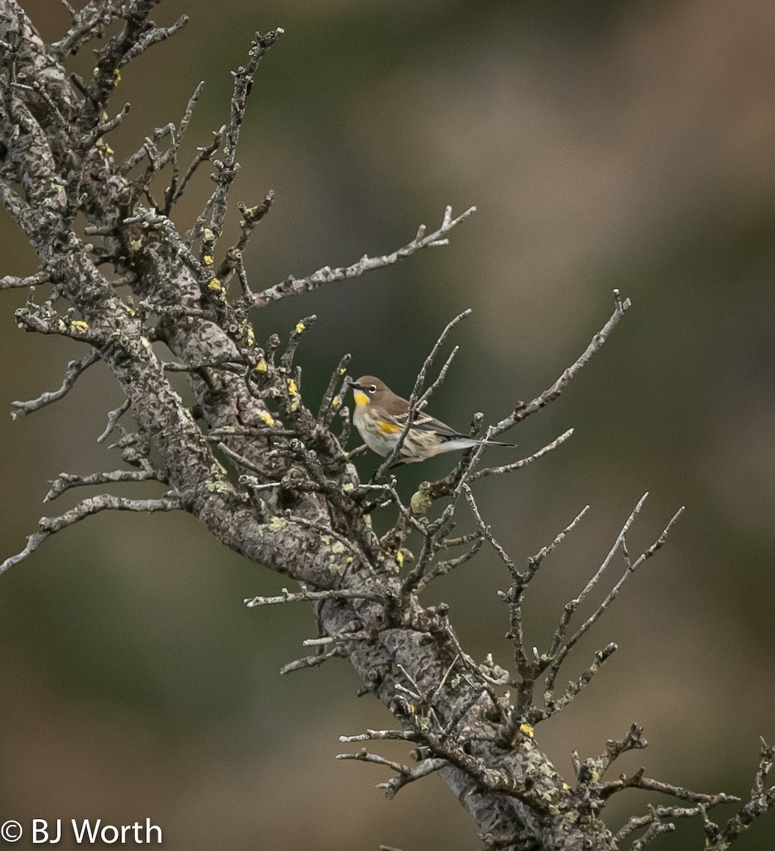 Yellow-rumped Warbler - ML175053101
