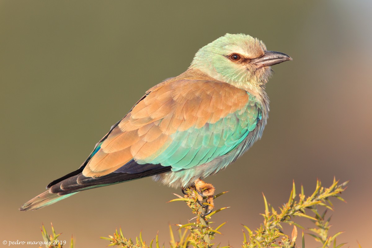 European Roller - Pedro Marques