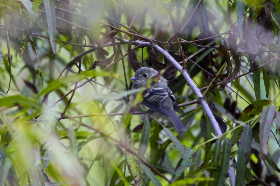 Least Flycatcher - ML175053881