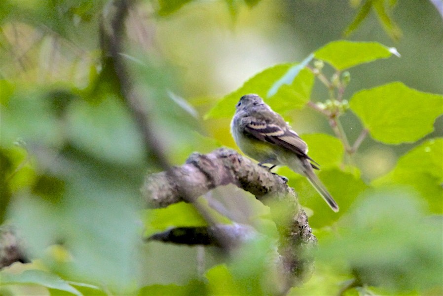 Least Flycatcher - ML175053891