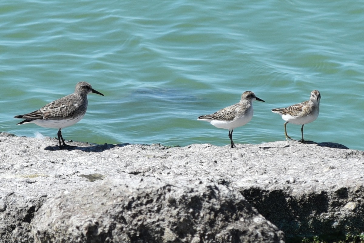 Baird's Sandpiper - Shawn Taheri