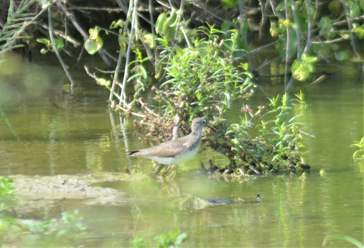 Solitary Sandpiper - ML175054331