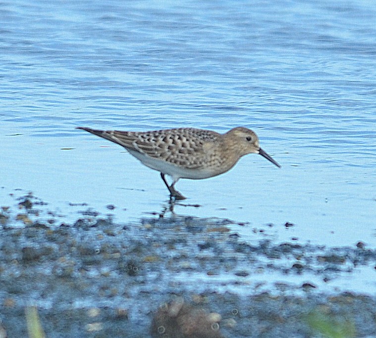 Baird's Sandpiper - Richard Haimes