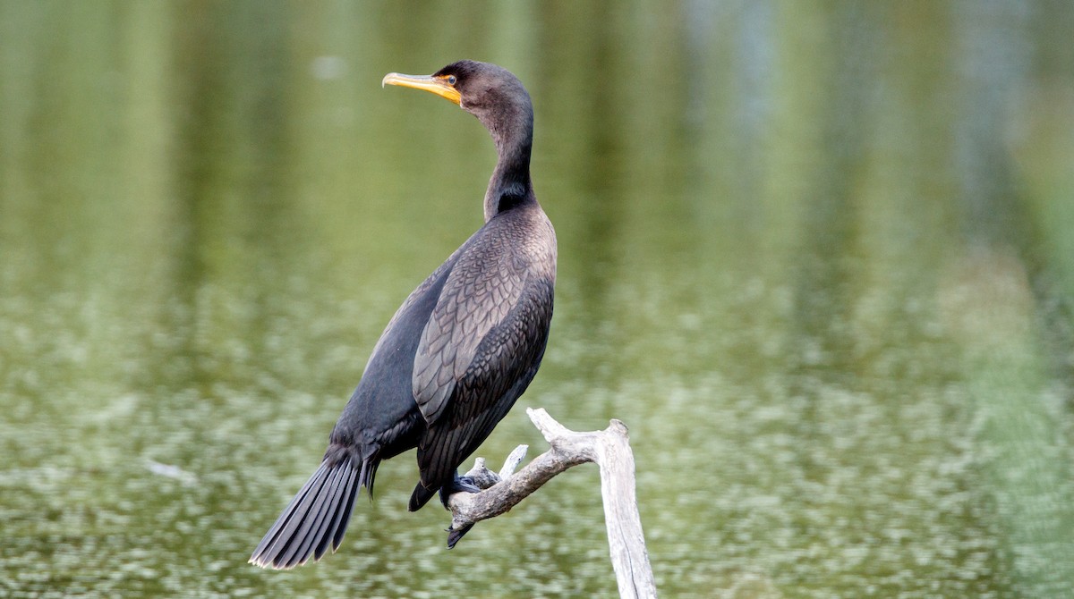 Cormoran à aigrettes - ML175055241