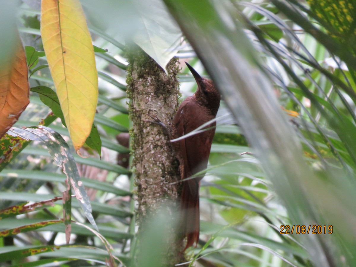 Northern Barred-Woodcreeper - ML175055611