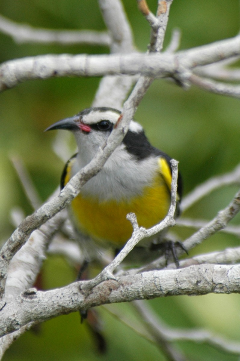 Sucrier à ventre jaune - ML175055881