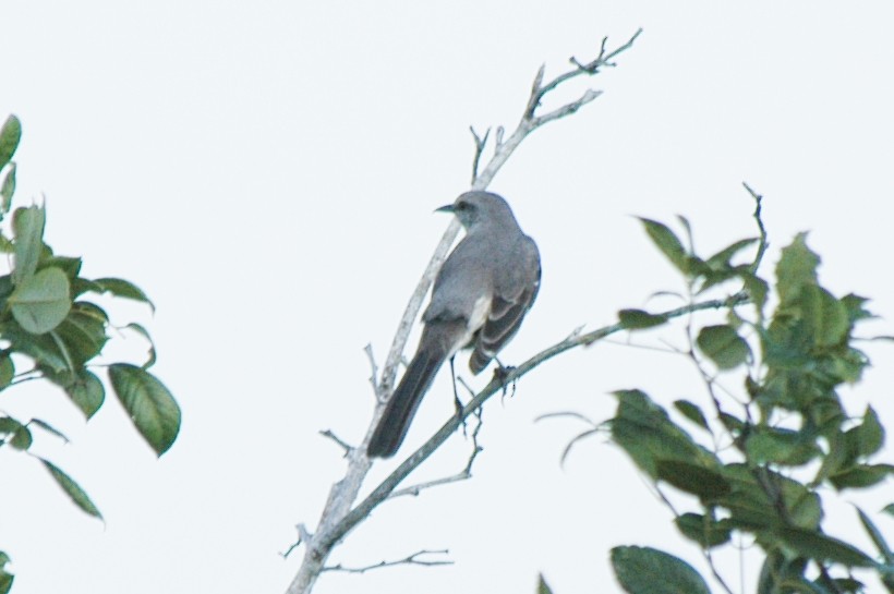 Northern Mockingbird - ML175056051