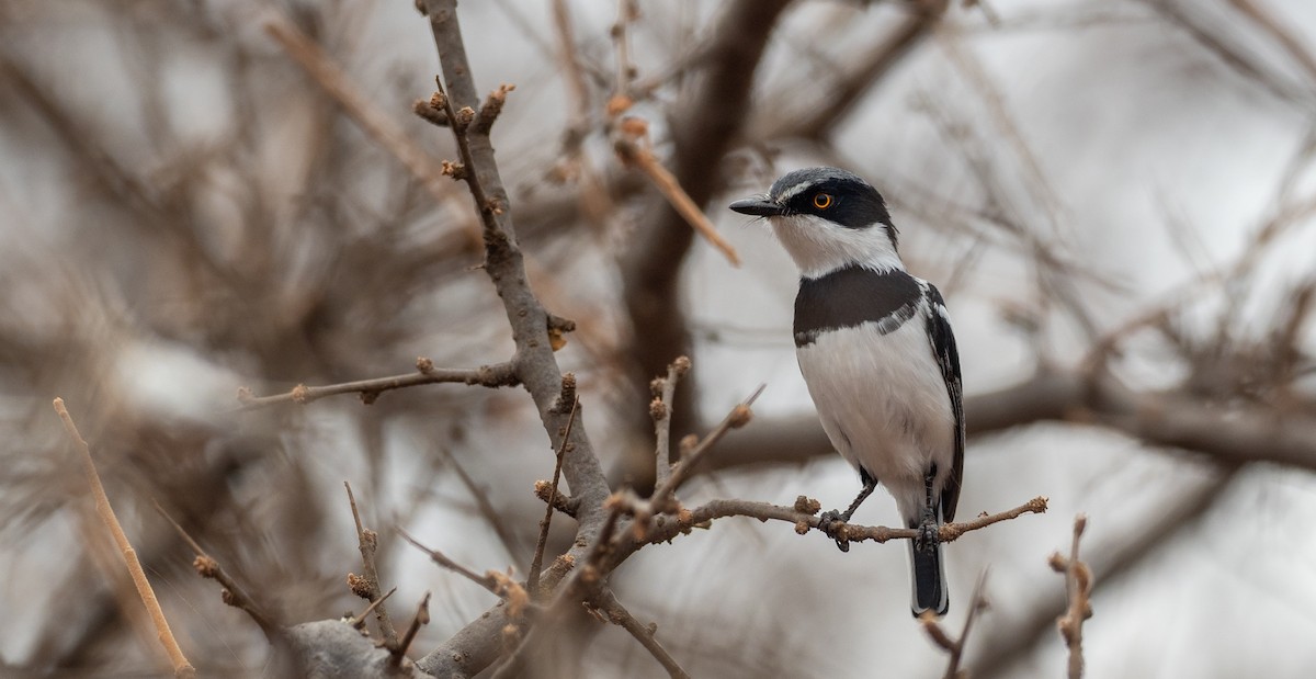 Pygmy Batis - ML175056301