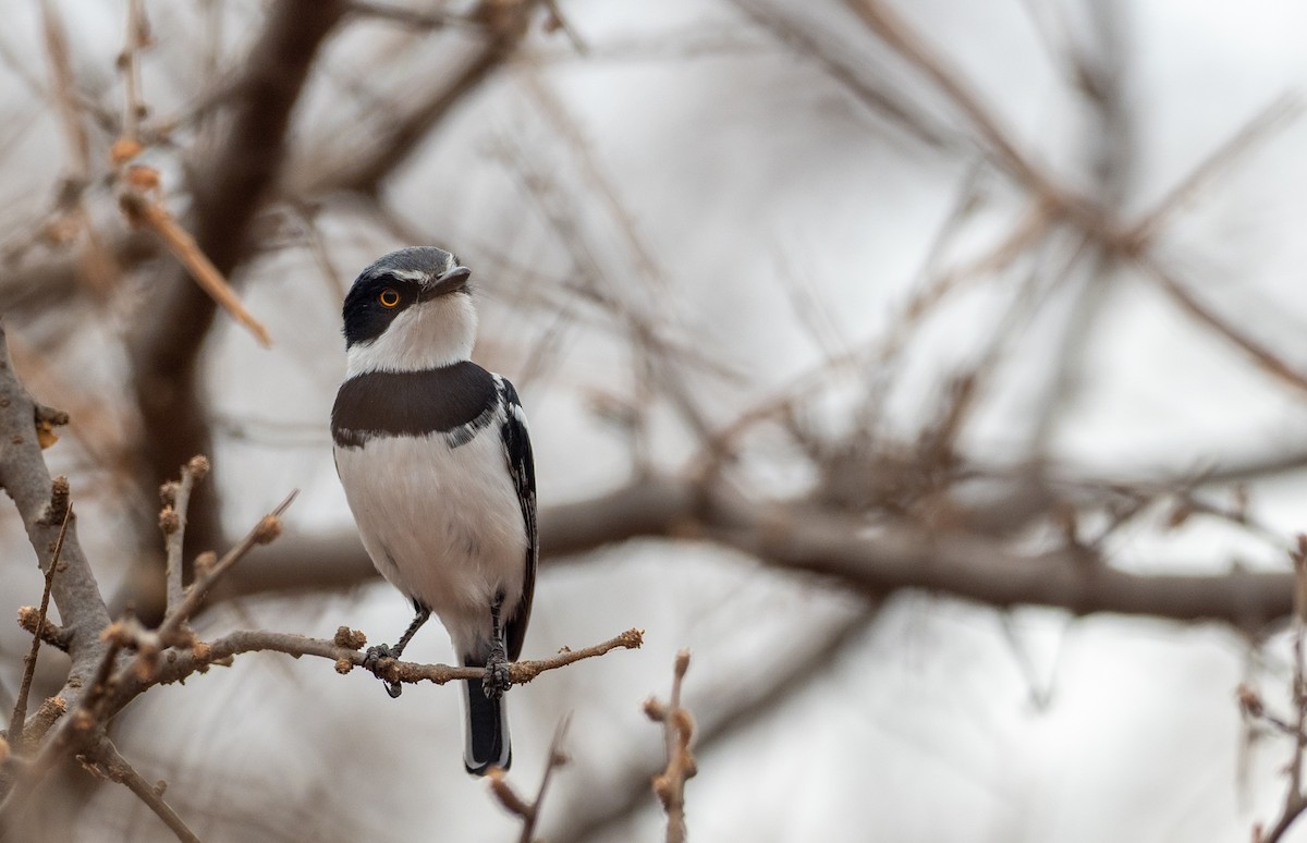 Pygmy Batis - Forest Botial-Jarvis