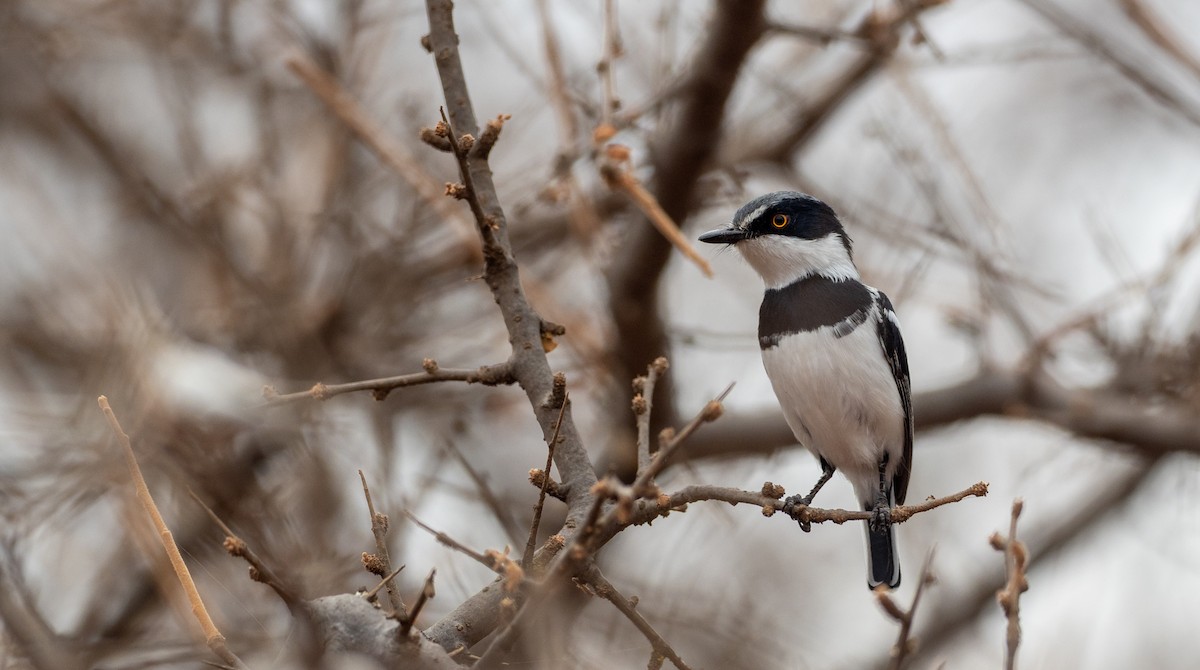 Pygmy Batis - ML175056321