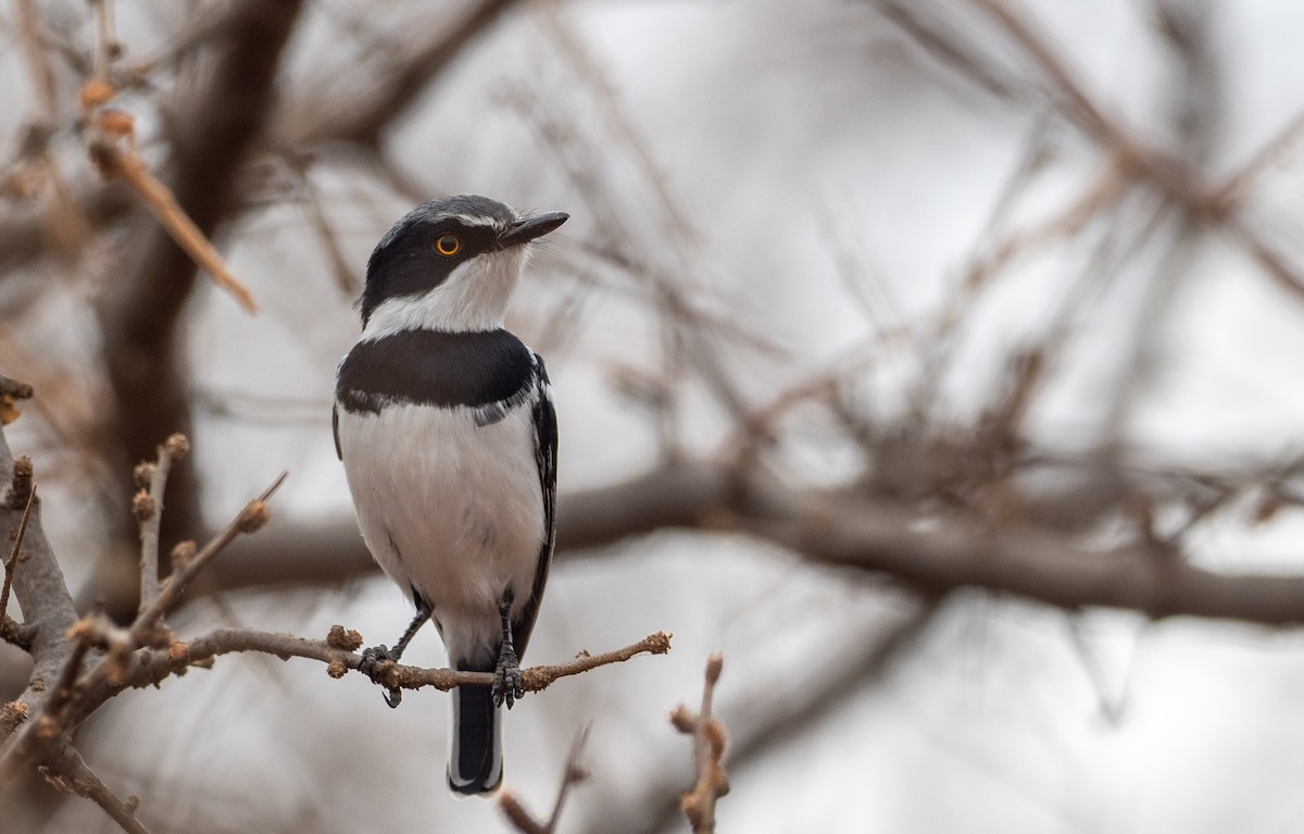 Pygmy Batis - ML175056331