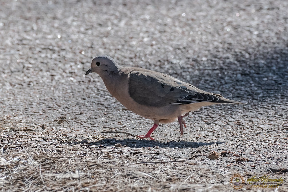 Eared Dove - Amed Hernández