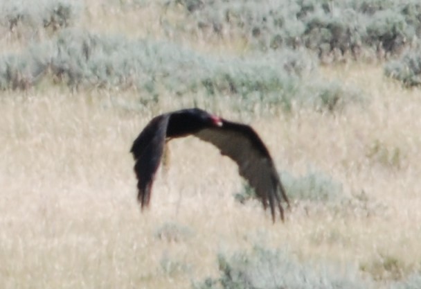 Turkey Vulture - ML175057571