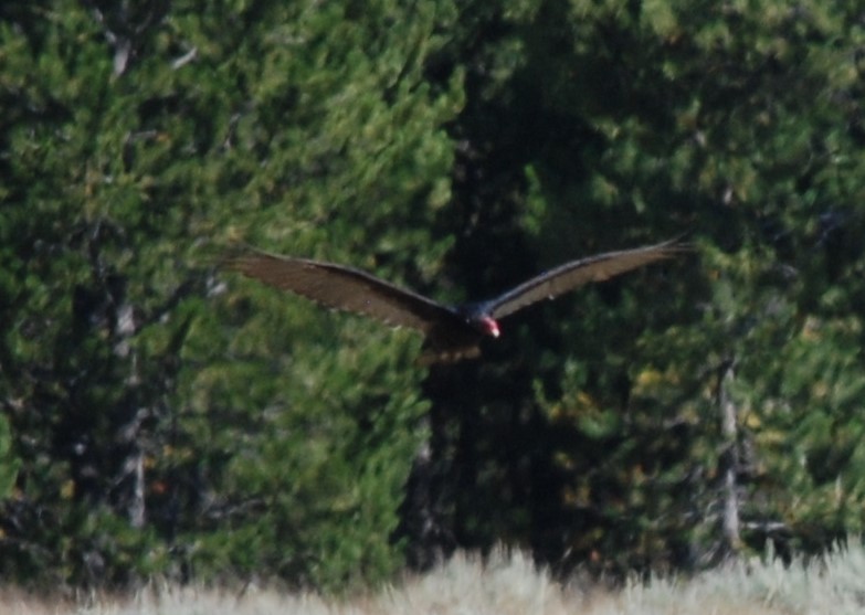 Turkey Vulture - ML175057601