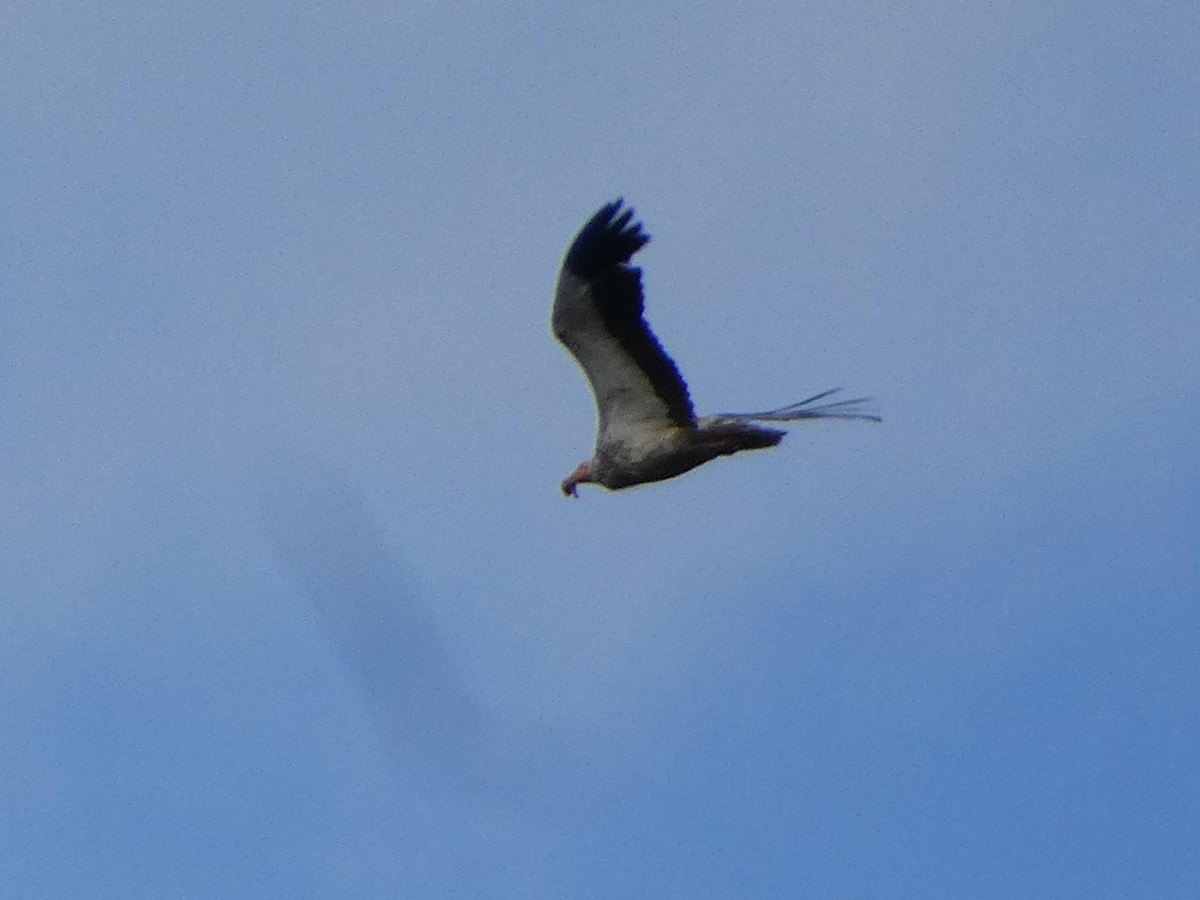 Egyptian Vulture - ML175059051