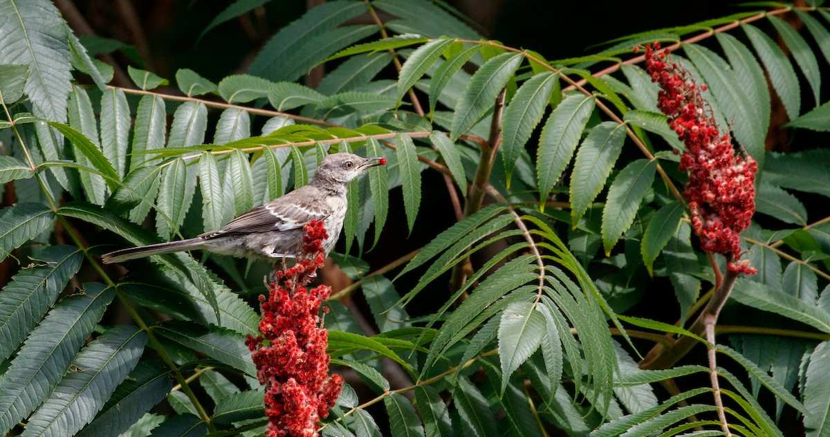 Northern Mockingbird - ML175059461