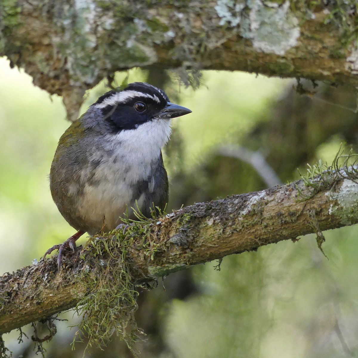 White-browed Brushfinch - Jorge  Quiroga