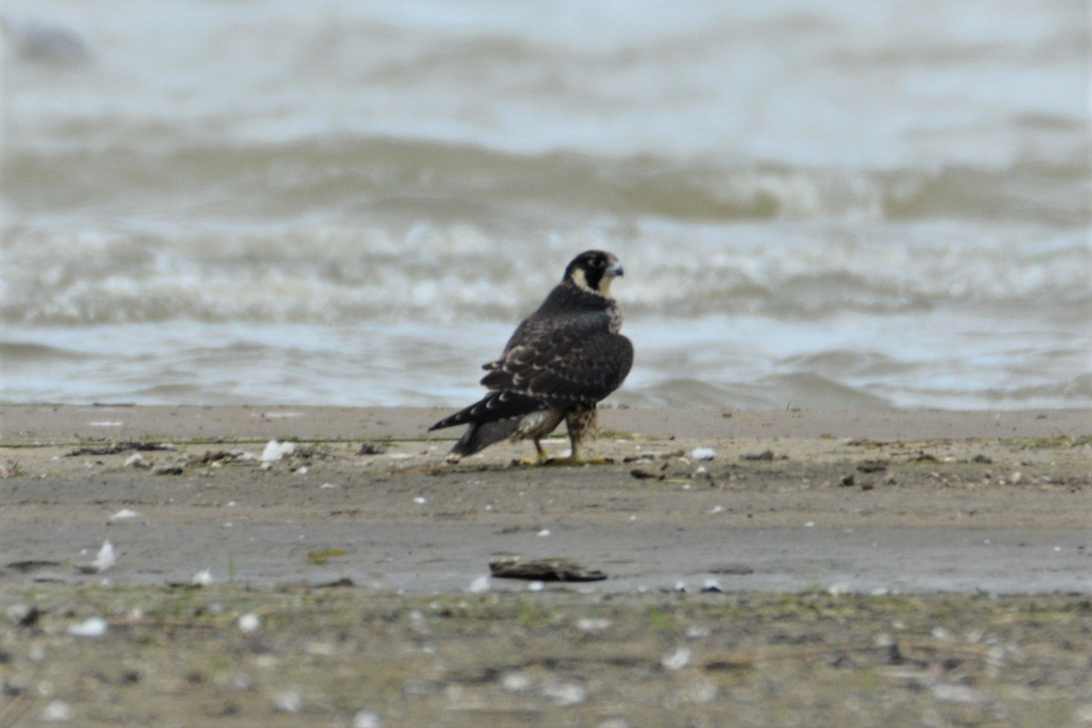 Peregrine Falcon - ML175060851