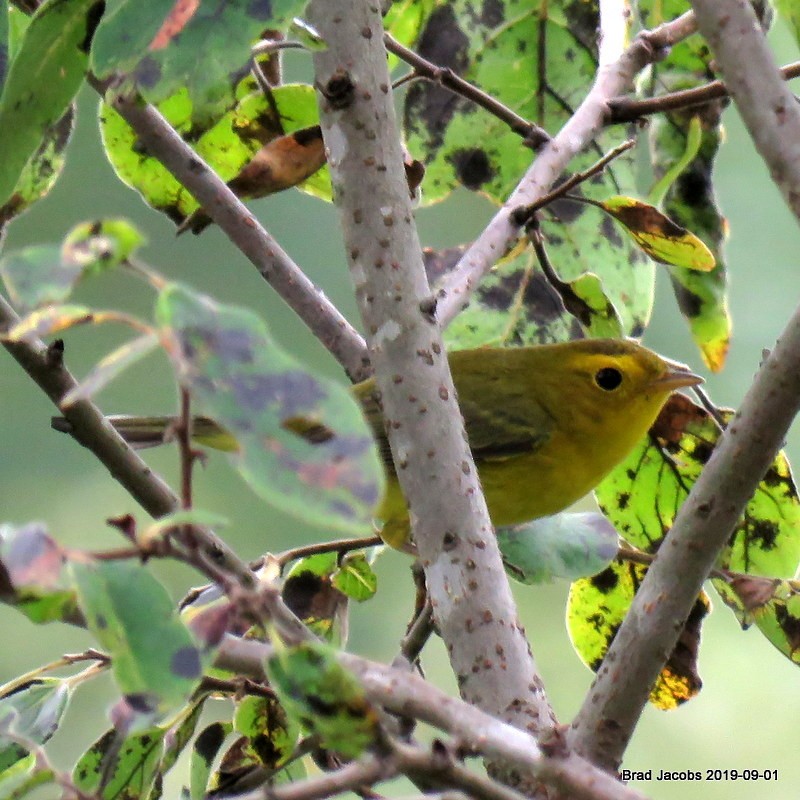 Wilson's Warbler - Brad Jacobs
