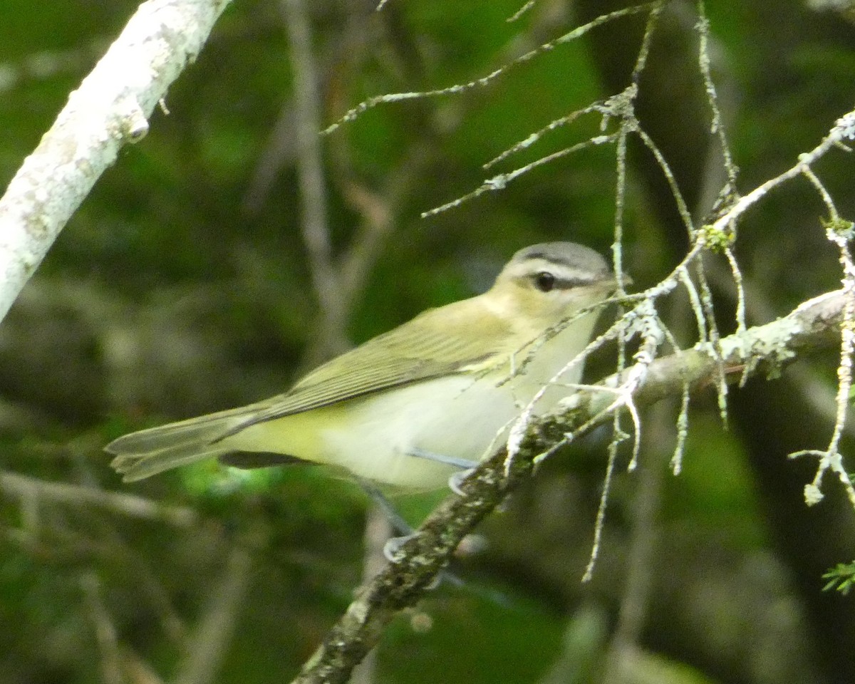 rødøyevireo - ML175063801