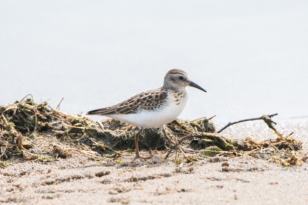 Least Sandpiper - Vicki St Germaine