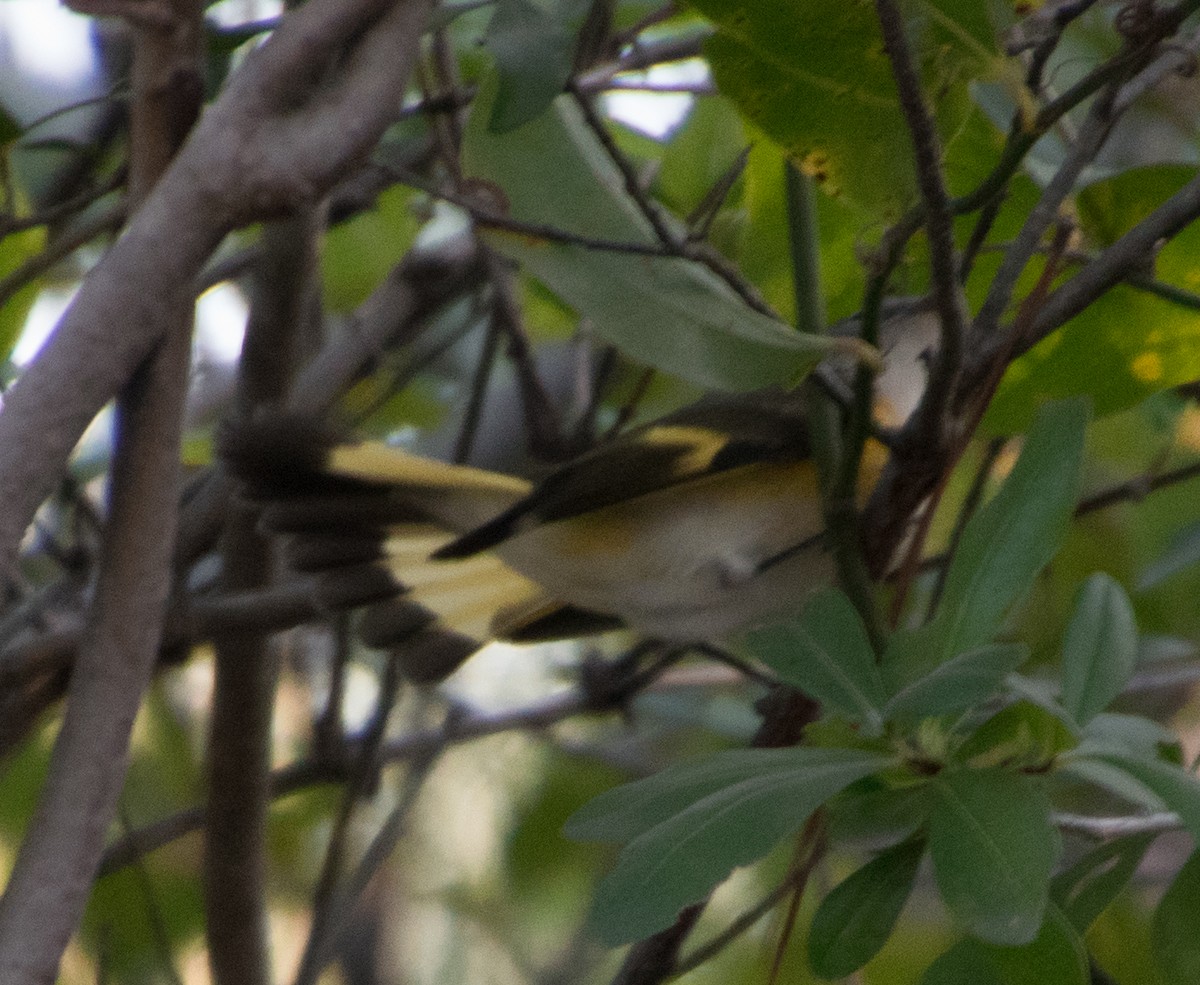 American Redstart - ML175065821