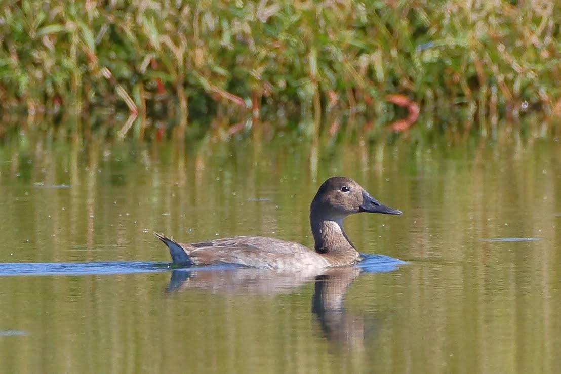 Canvasback - ML175065941