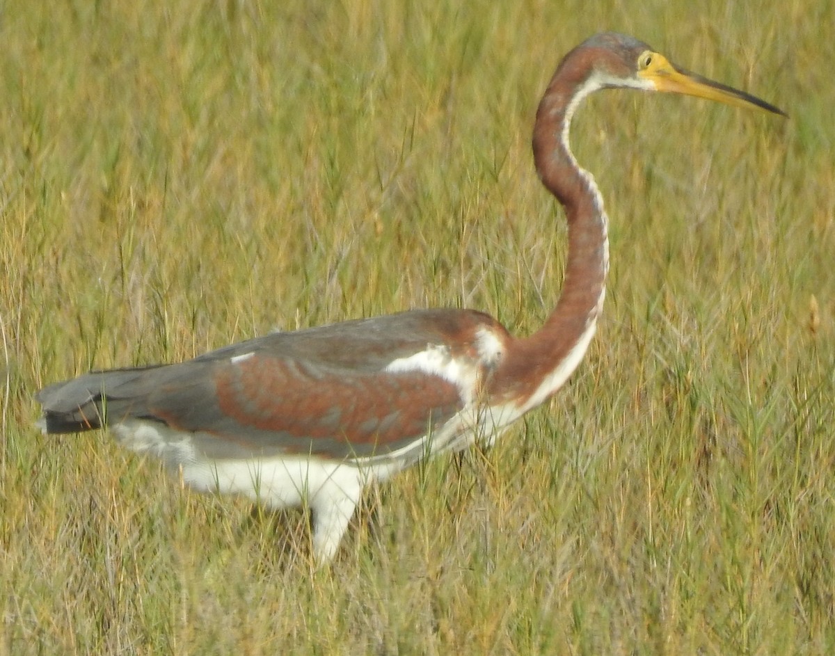 Tricolored Heron - Gillian Kirkwood