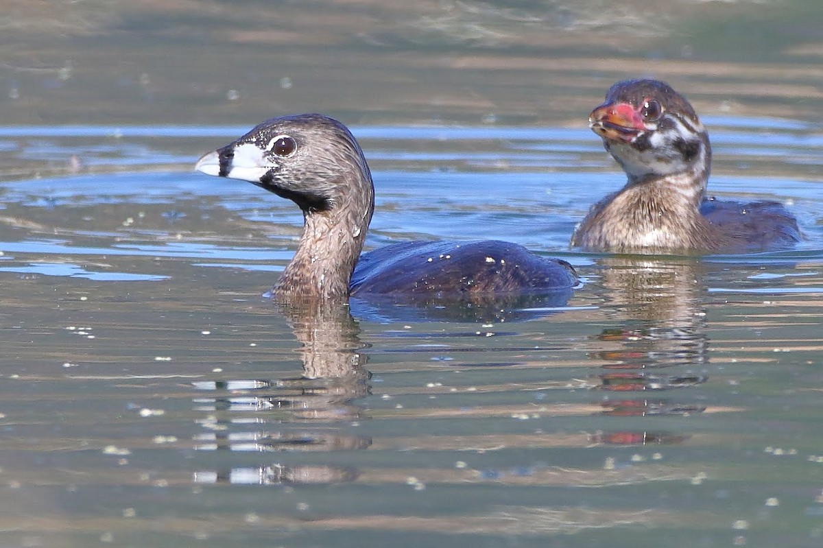 Pied-billed Grebe - ML175067561