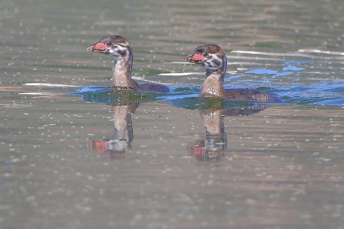 Pied-billed Grebe - ML175067631